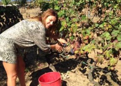 Vendemia na It&aacute;lia