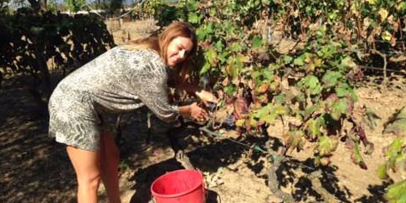 Vendemia na It&aacute;lia